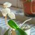 odkvetlá orchidej