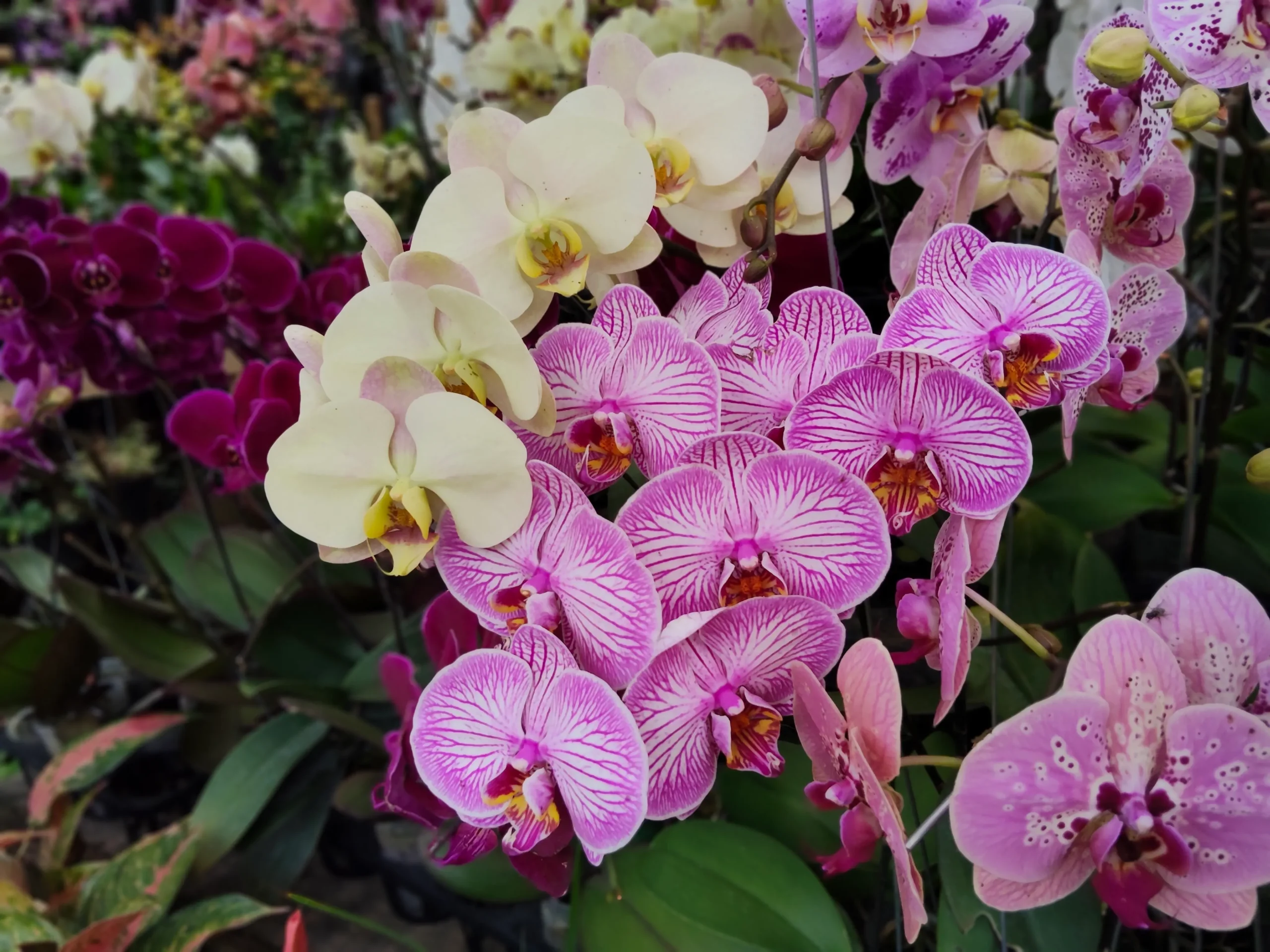 shutterstock_2722271519 | TVGURU.cz květy orchideje