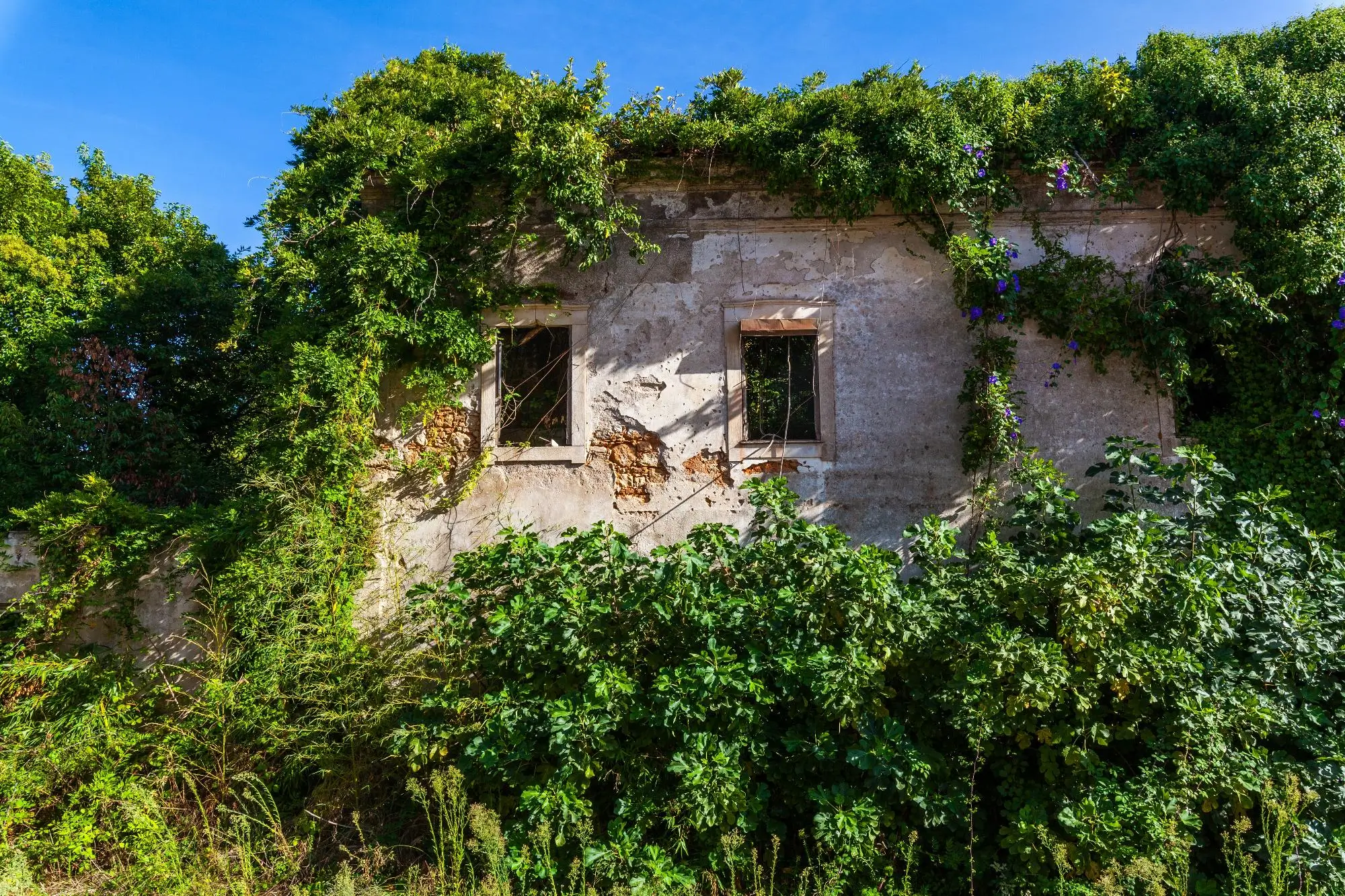 Ruina zarůstají vegetací