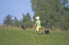 Dítě s pejsky běhá po louce.