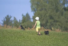 Dítě s pejsky běhá po louce.