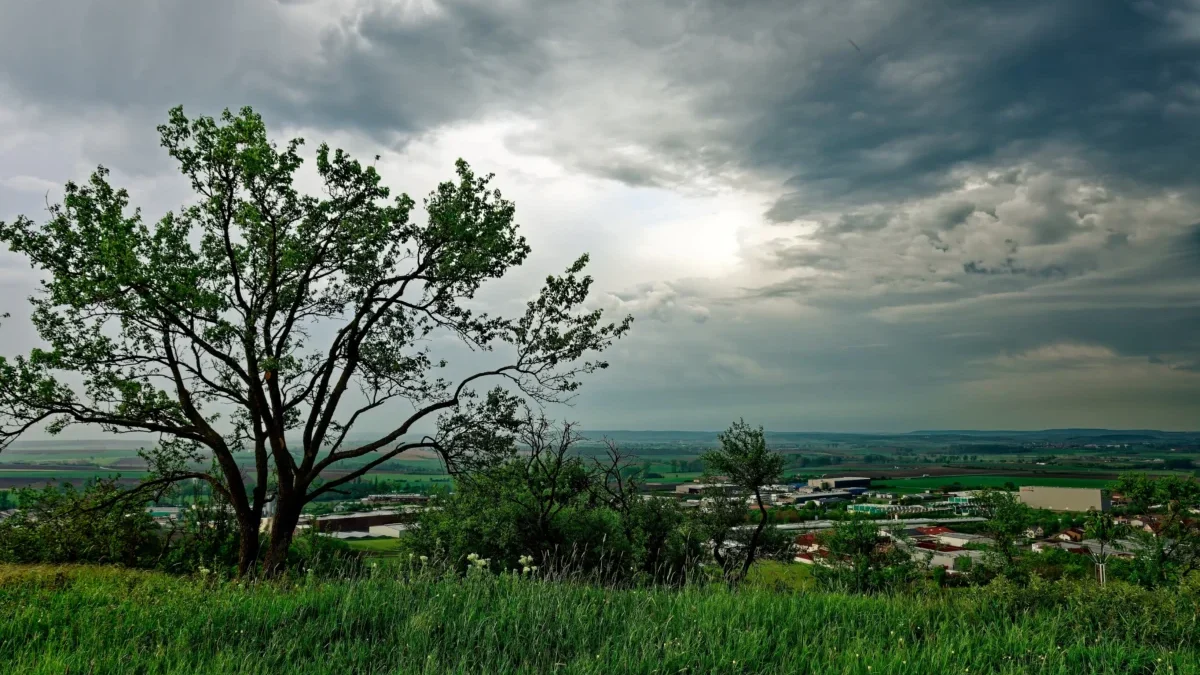 Zatažená obloha nad stromem