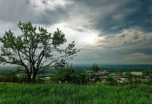Zatažená obloha nad stromem