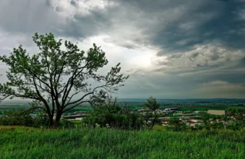 Zatažená obloha nad stromem