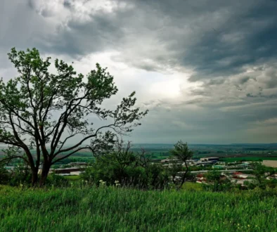 Zatažená obloha nad stromem