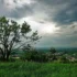 Zatažená obloha nad stromem