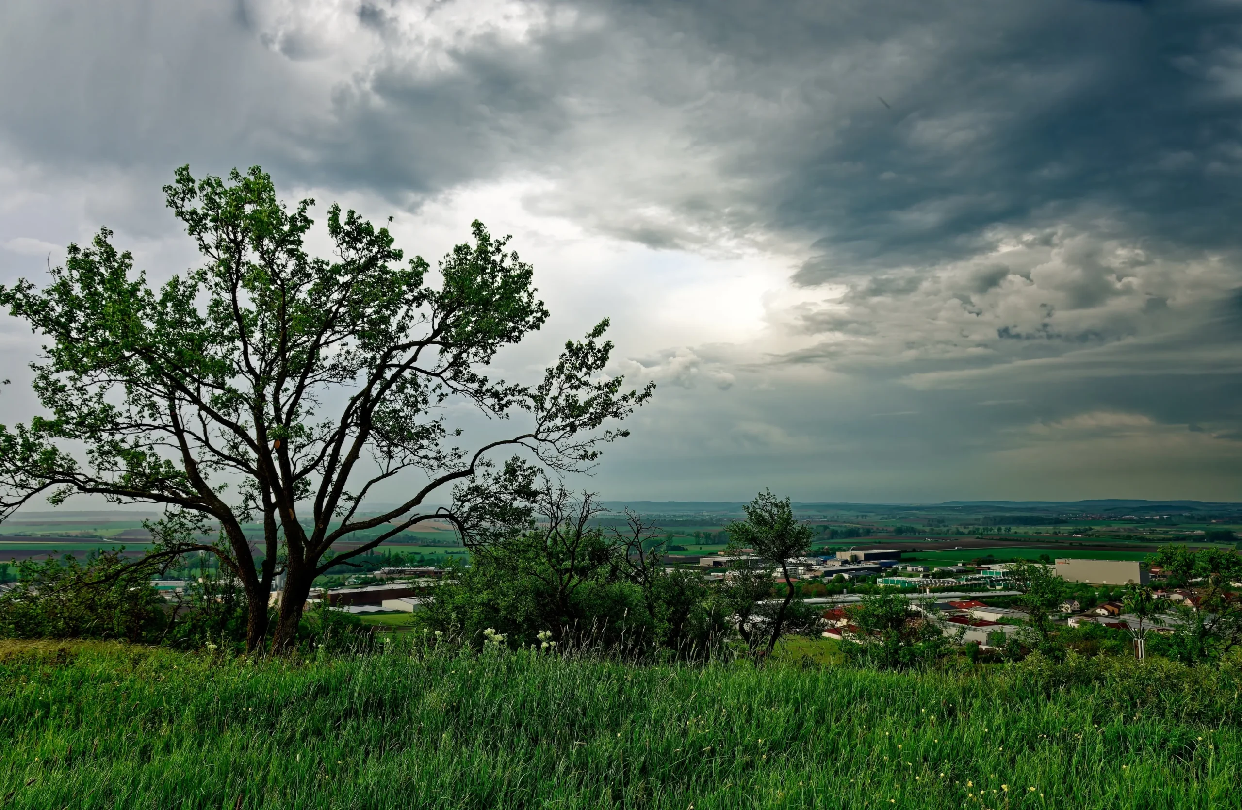 Zatažená obloha nad stromem