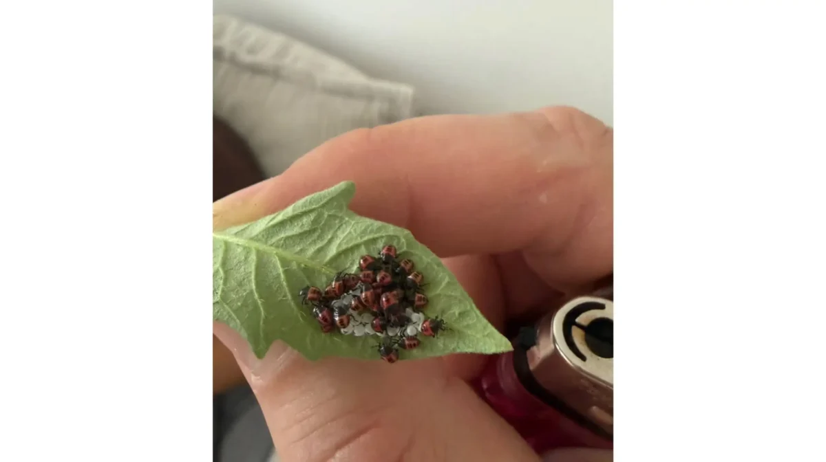 brouci 1 | TVGURU.cz Cluster of tiny red-and-black beetles crowded on a green leaf held in a person’s hand.