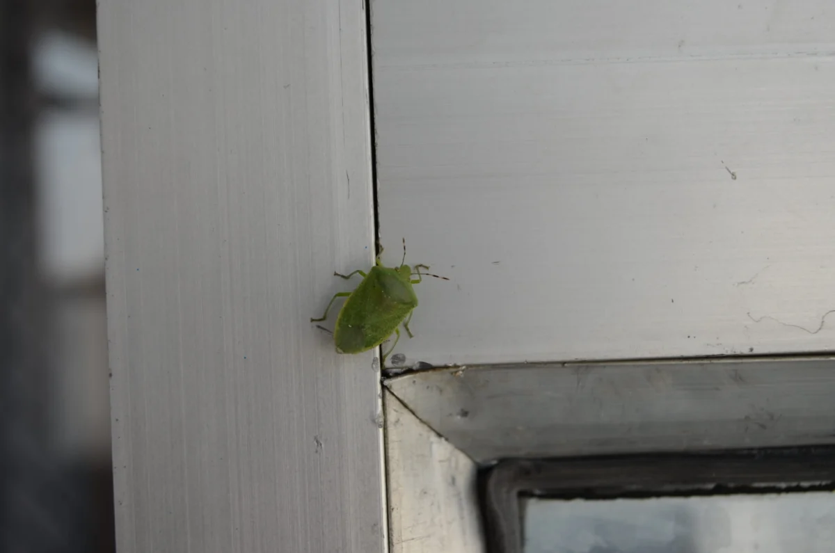 shutterstock_1836104527 1 | TVGURU.cz Green katydid perched on a light gray wooden surface near a seam/hinge area.
