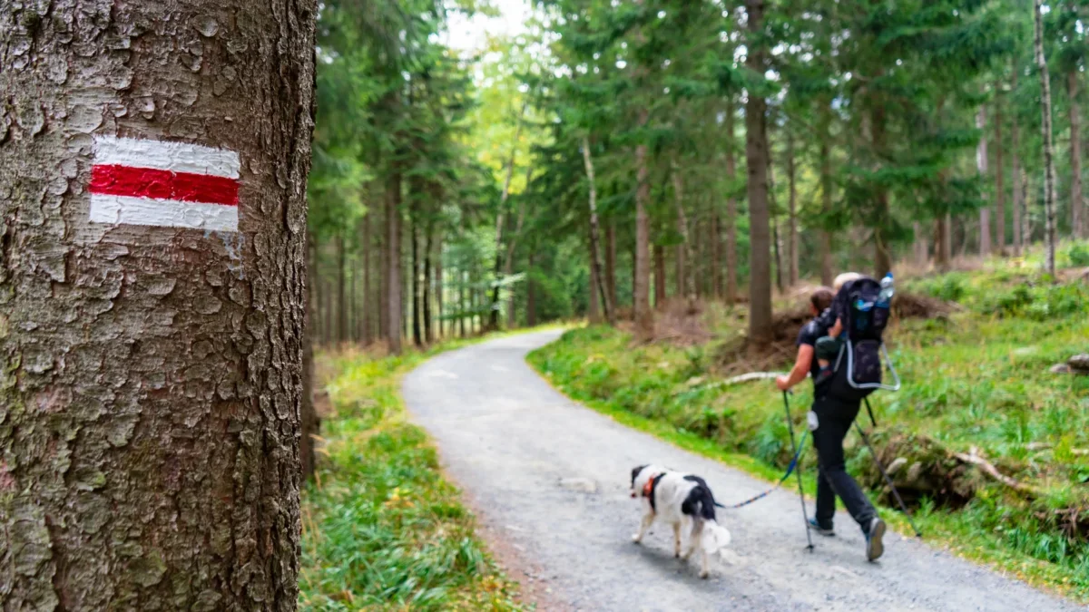 Trail marker on a birch/tree showing red over white stripes beside a forest path with hikers and dogs in the distance