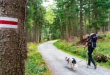 Trail marker on a birch/tree showing red over white stripes beside a forest path with hikers and dogs in the distance