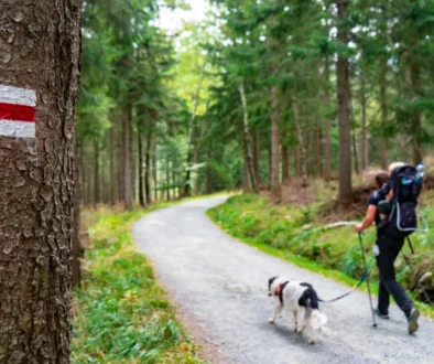 Trail marker on a birch/tree showing red over white stripes beside a forest path with hikers and dogs in the distance