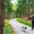 Trail marker on a birch/tree showing red over white stripes beside a forest path with hikers and dogs in the distance