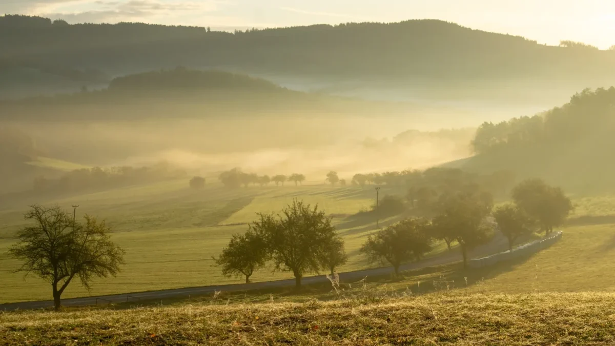 Sunrise over misty hills and fields with scattered trees and a winding road below/through the valley (soft golden light)