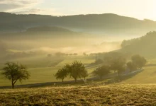 Sunrise over misty hills and fields with scattered trees and a winding road below/through the valley (soft golden light)
