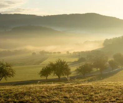 Sunrise over misty hills and fields with scattered trees and a winding road below/through the valley (soft golden light)