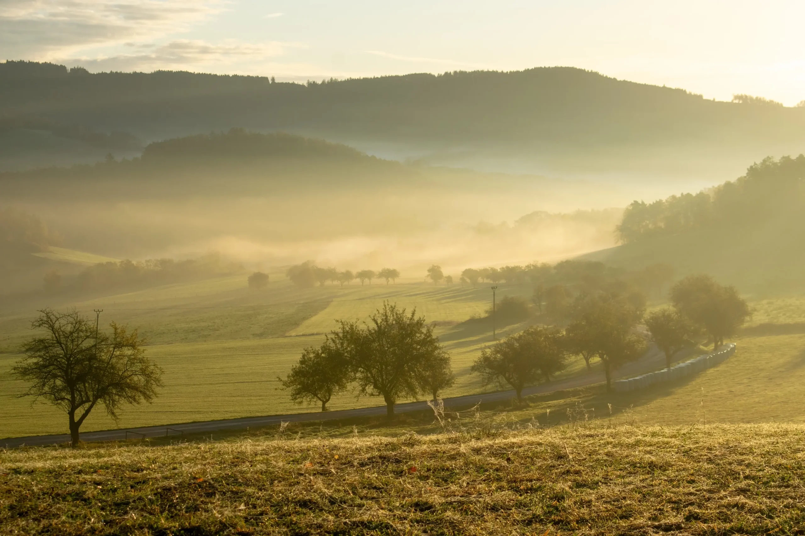 Sunrise over misty hills and fields with scattered trees and a winding road below/through the valley (soft golden light)