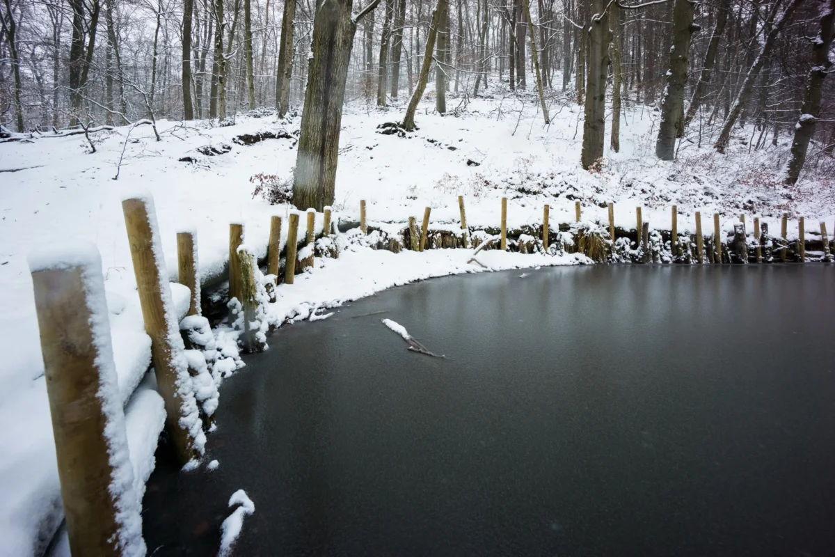 shutterstock_1444864850-2 | TVGURU.cz Zamrzlé jezero mezi zasněženými stromy