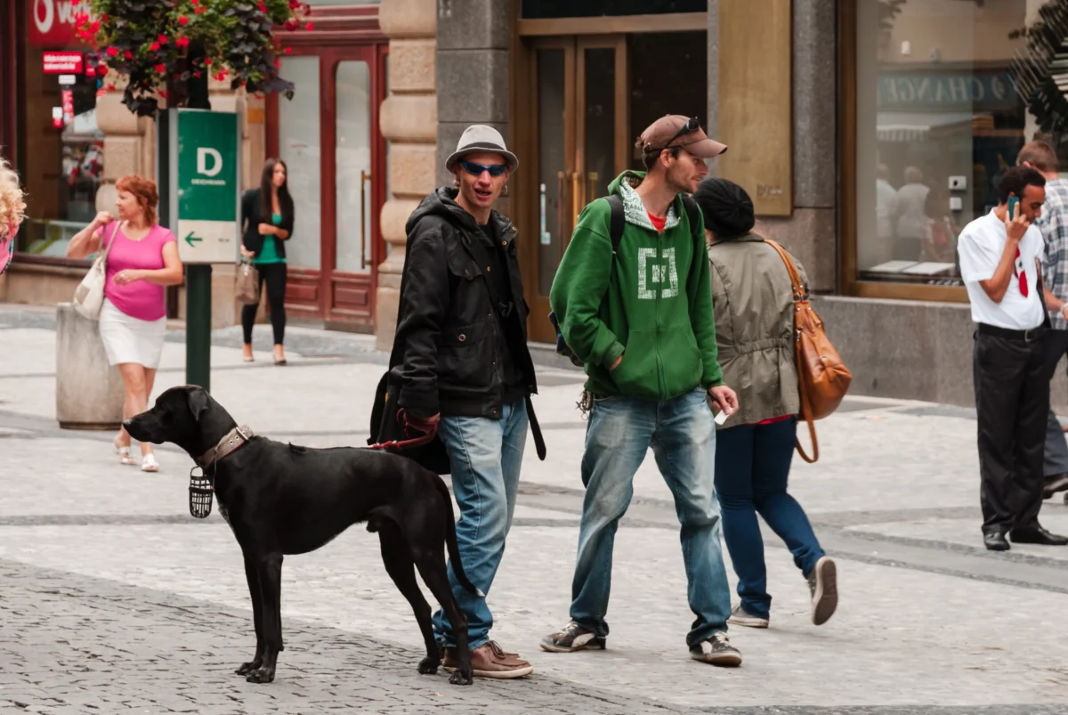 shutterstock_2682545303 1 | TVGURU.cz A large black dog on a leash walks along a cobblestone street while pedestrians pass by in a city center.