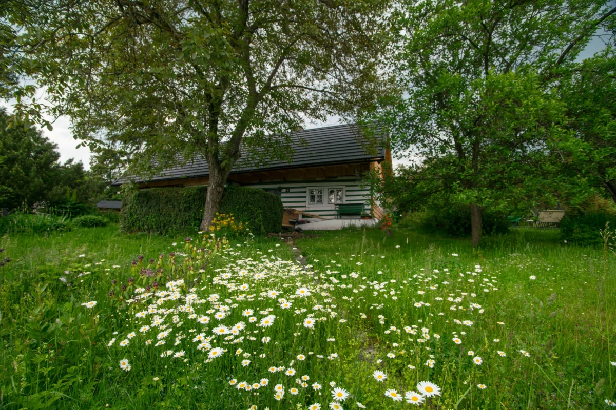 shutterstock_2763456377 1 | TVGURU.cz Garden scene with a green-and-white striped house in the background, surrounded by trees; foreground is a meadow of white daisies and tall grasses.