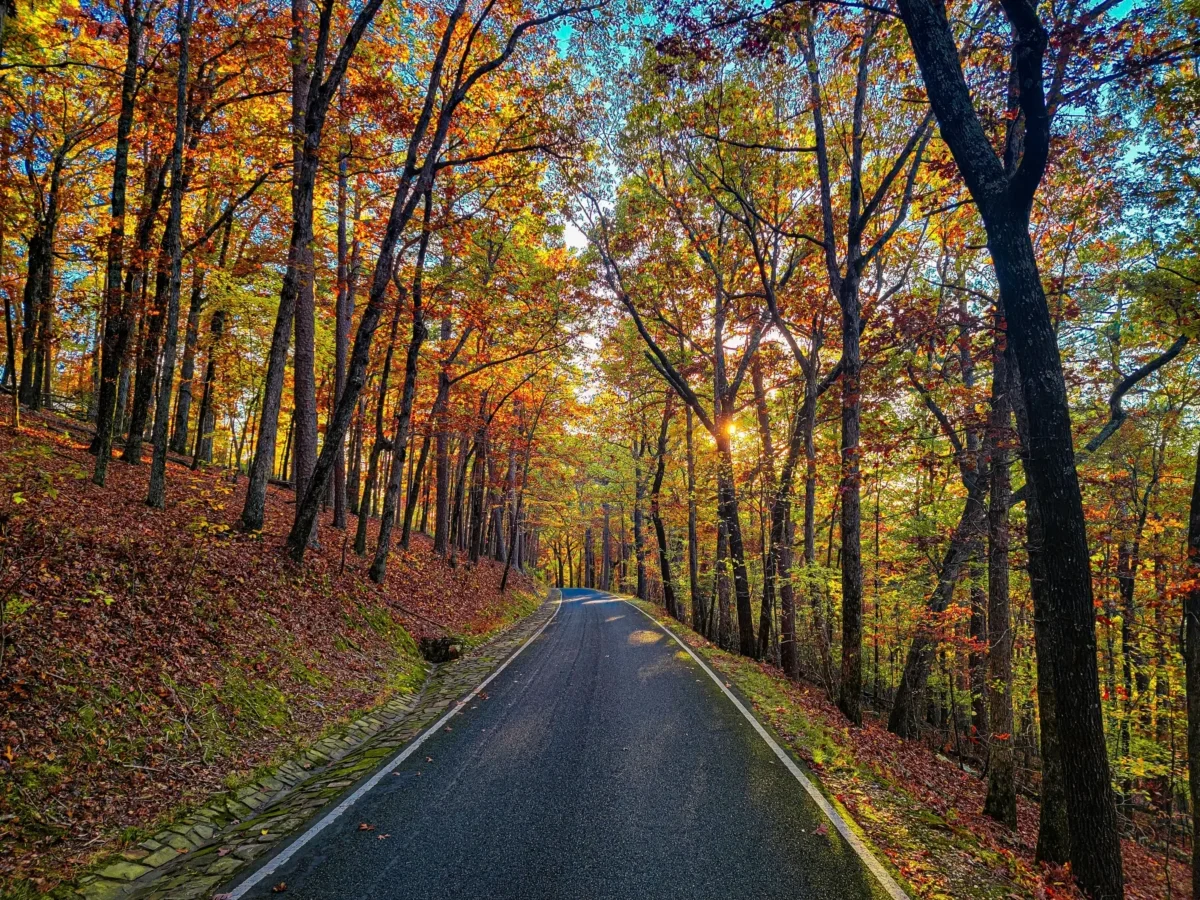 Pod zbarvenými stromy je silnice.