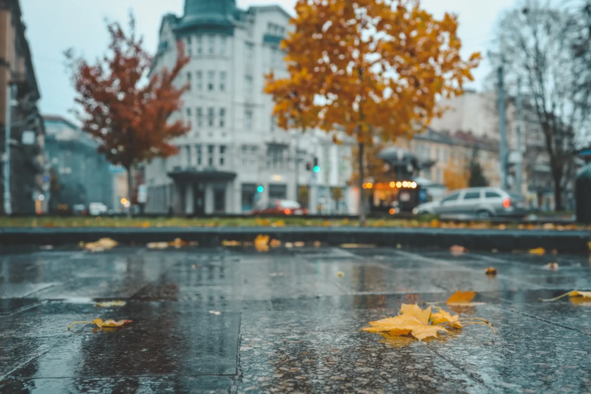 Podzimní stromy s pozadím budovy