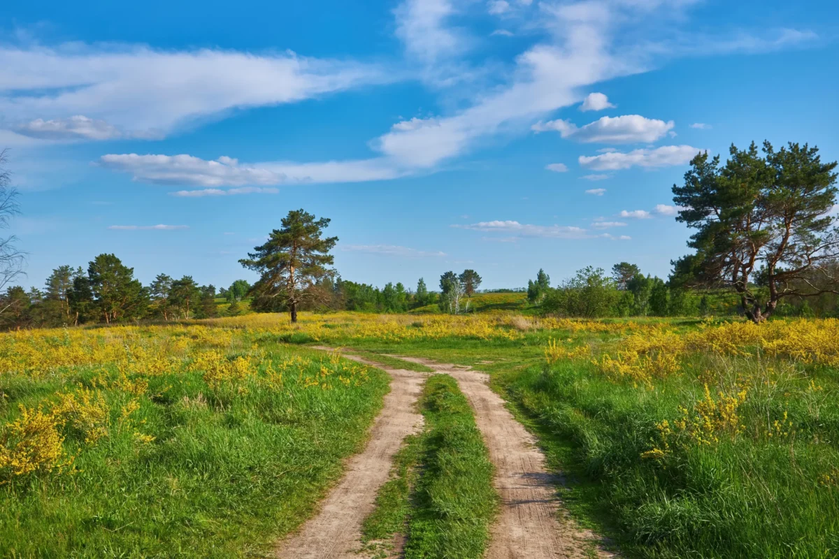 Dirt path winds through a sunny field of yellow wildflowers with trees along the horizon and a blue, partly cloudy sky above.