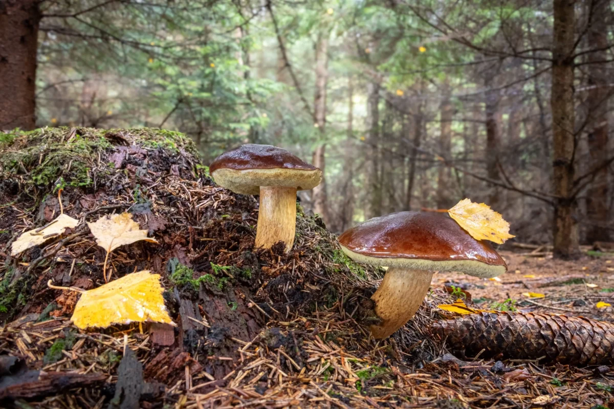 shutterstock_2696808069 1 | TVGURU.cz Brown capped mushrooms growing from a mossy log in a damp forest, autumn leaves scattered around.
