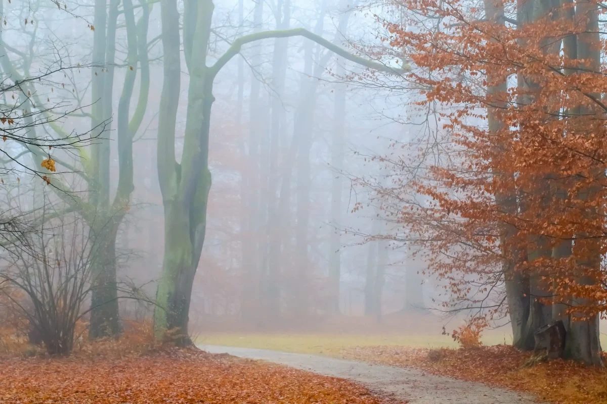 shutterstock_2666276433 1 | TVGURU.cz Foggy autumn forest path with orange fallen leaves and bare trees lining a winding dirt trail.