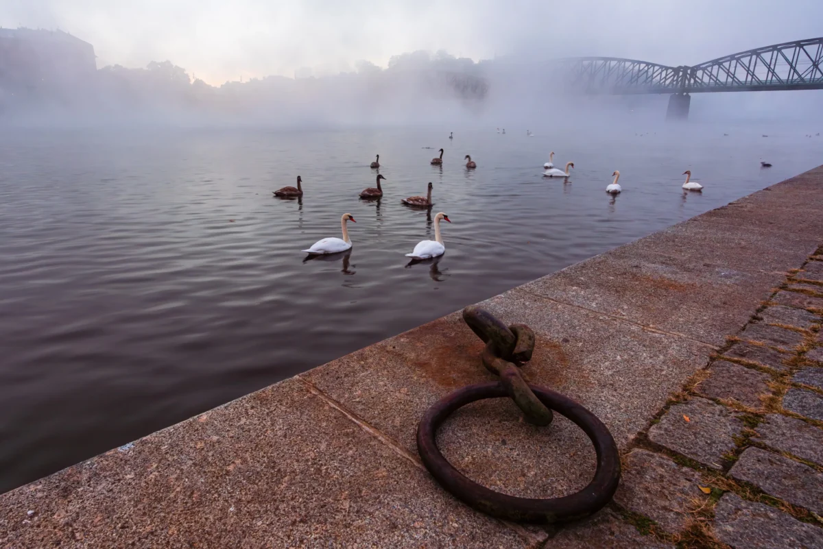 shutterstock_2588795269 1 | TVGURU.cz Vltava s mlhou a labutěmi