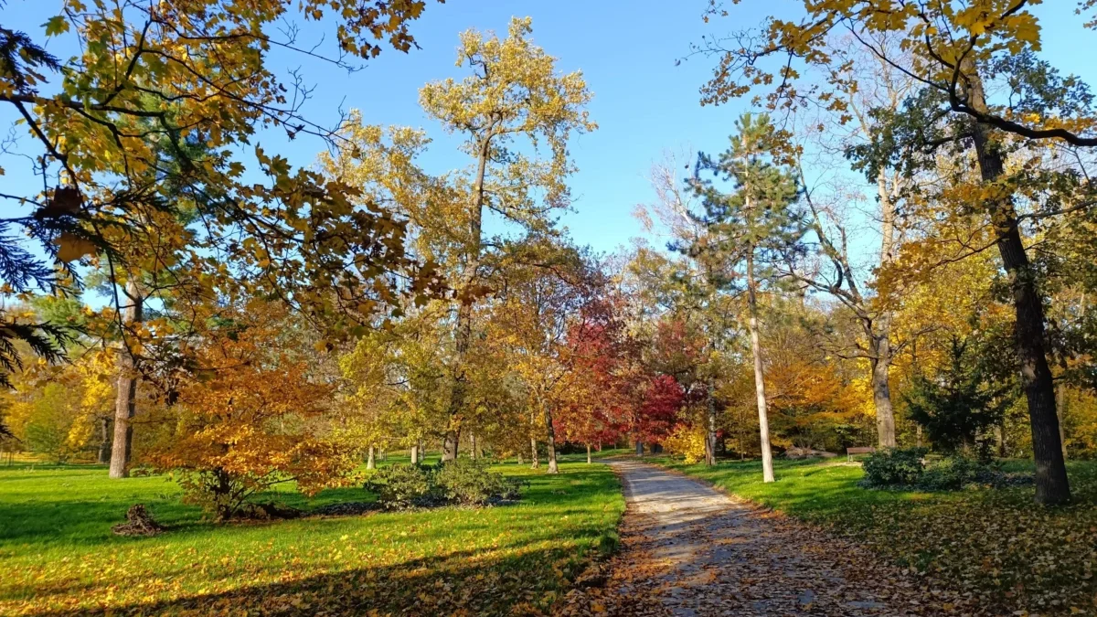 Autumn park with a leaf-covered path, golden and orange trees under a clear blue sky.