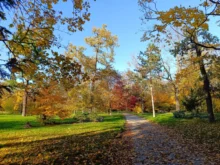 Autumn park with a leaf-covered path, golden and orange trees under a clear blue sky.