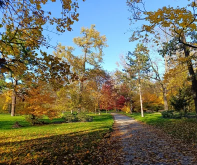Autumn park with a leaf-covered path, golden and orange trees under a clear blue sky.