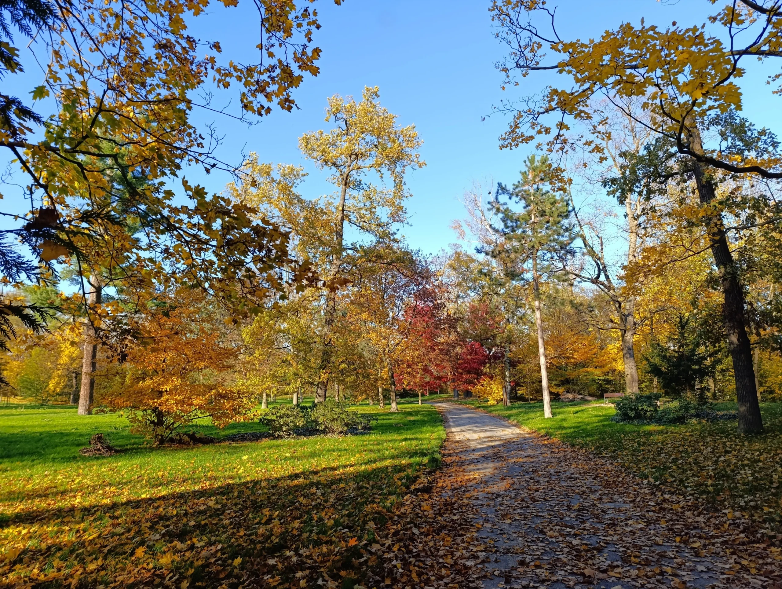 Autumn park with a leaf-covered path, golden and orange trees under a clear blue sky.