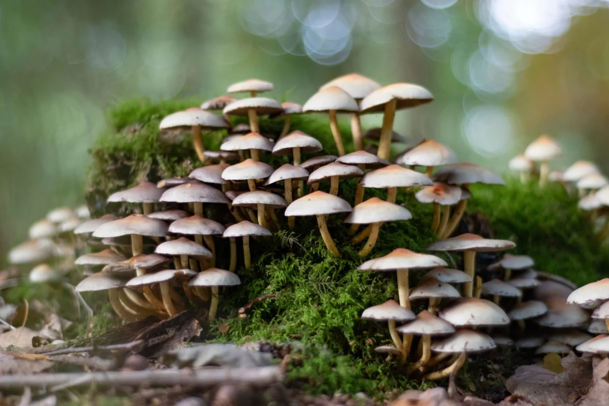 Cluster of small brown mushrooms with pale caps growing on a mossy log in a forest setting