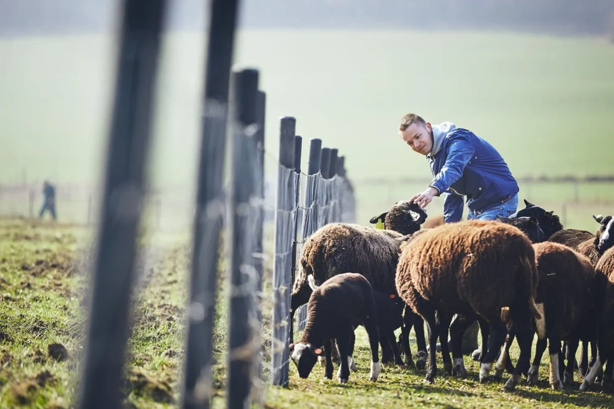 shutterstock_1066332386 1 | TVGURU.cz farmář žene ovce na pastvu
