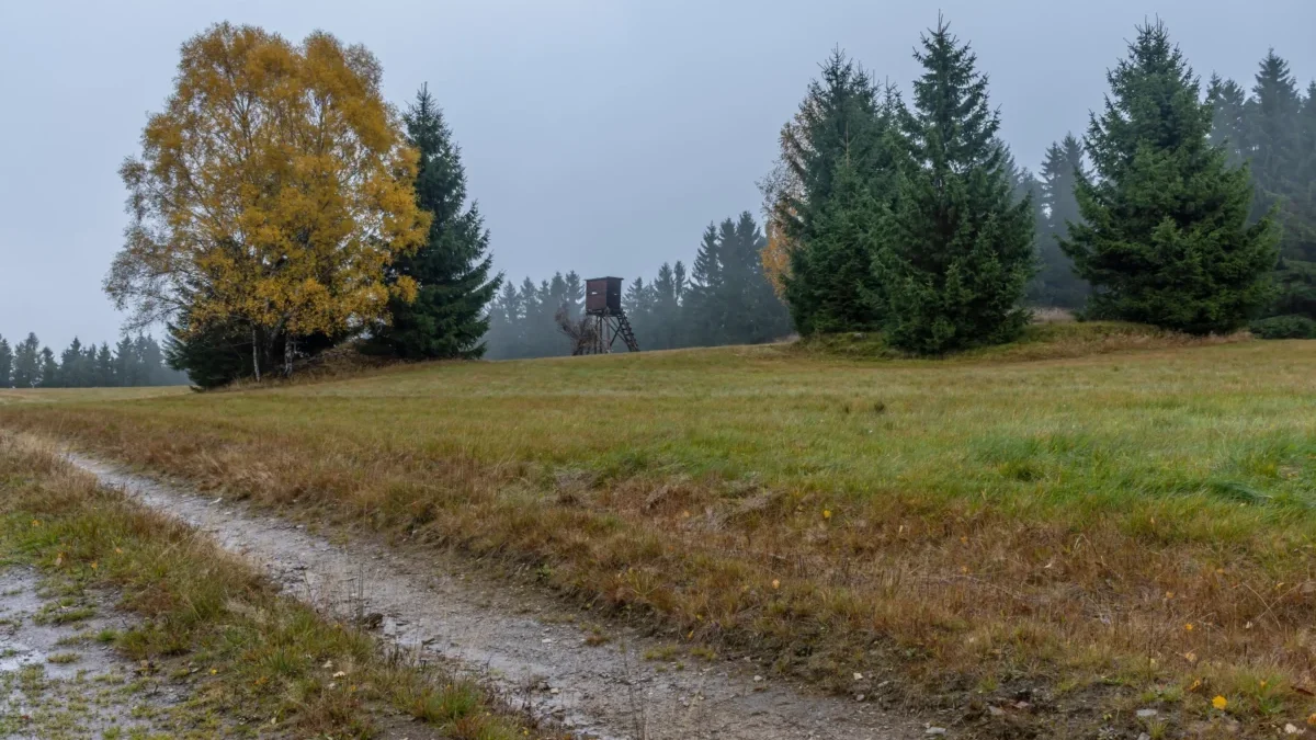 U zablácené cesty stojí stromy.
