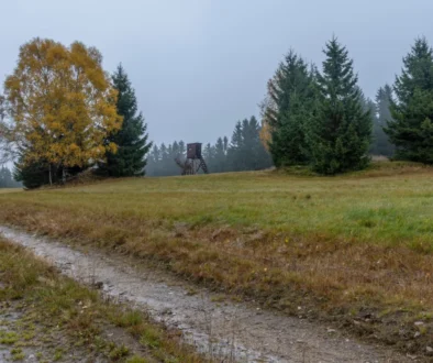 U zablácené cesty stojí stromy.